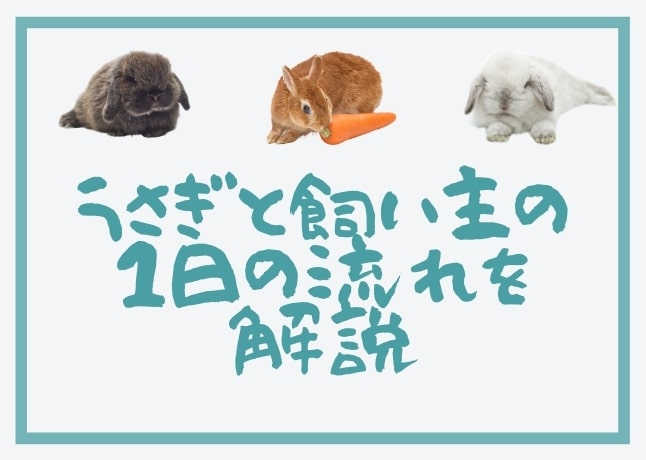 うさぎの１日の行動】飼い主のお世話の流れも合わせて解説します